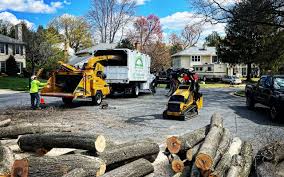 Best Root Management and Removal  in Catalina Foothills, AZ