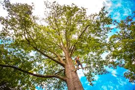 Mulching Services in Catalina Foothills, AZ