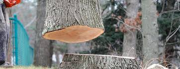 Best Hazardous Tree Removal  in Catalina Foothills, AZ