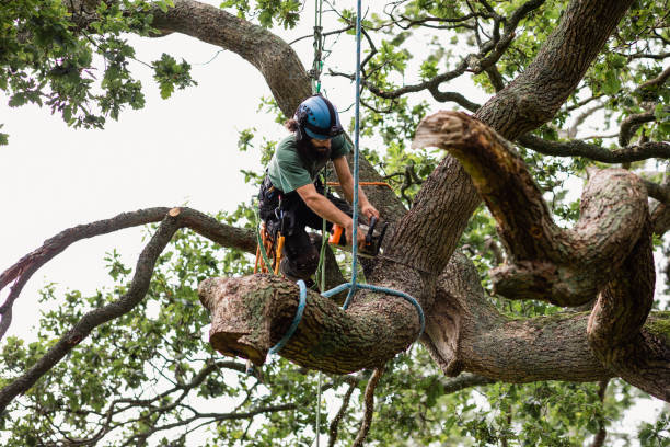 Best Tree Maintenance Programs  in Catalina Foothills, AZ