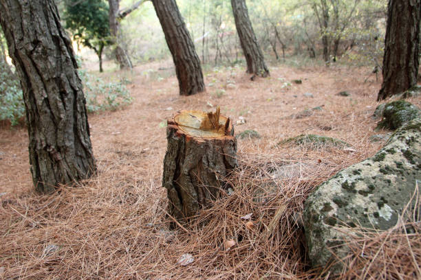 Best Tree and Shrub Care  in Catalina Foothills, AZ