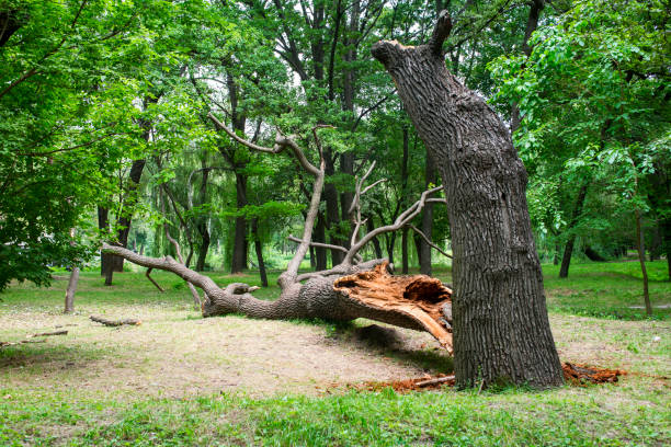 Best Hazardous Tree Removal  in Catalina Foothills, AZ