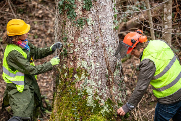 How Our Tree Care Process Works  in  Catalina Foothills, AZ