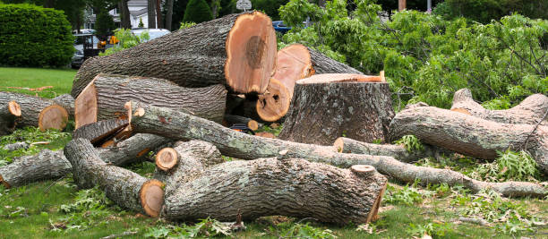 Best Stump Grinding and Removal  in Catalina Foothills, AZ
