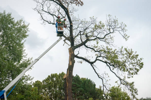 Best Tree Cabling and Bracing  in Catalina Foothills, AZ