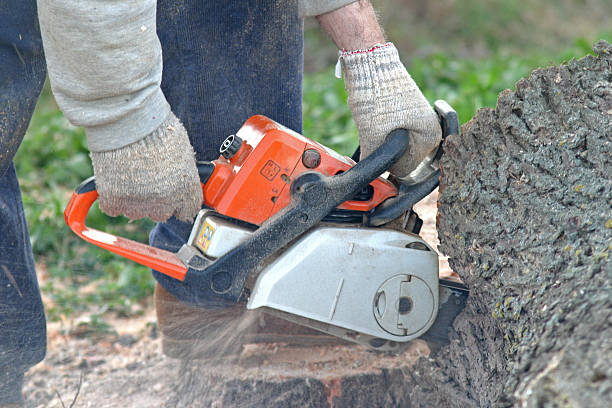 Best Emergency Tree Removal  in Catalina Foothills, AZ