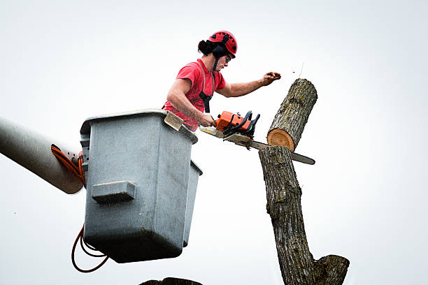 Best Tree Trimming and Pruning  in Catalina Foothills, AZ
