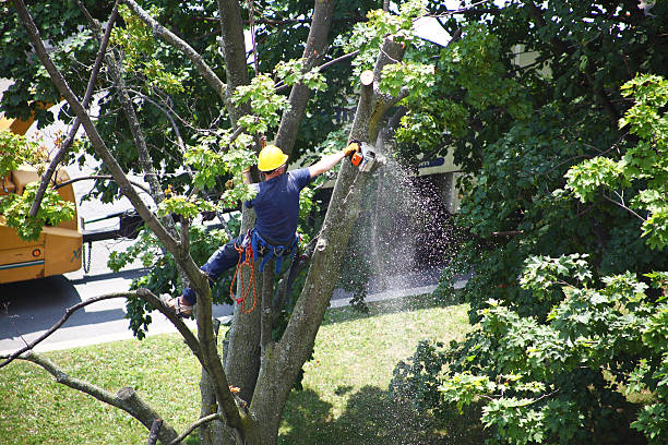 Best Storm Damage Tree Cleanup  in Catalina Foothills, AZ