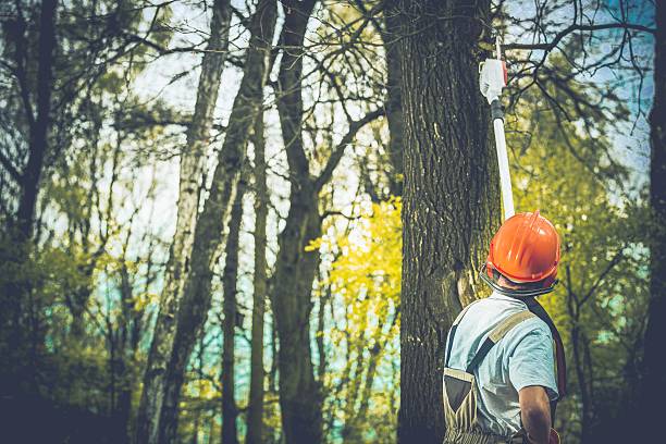 Reliable Catalina Foothills, AZ Tree Care Solutions