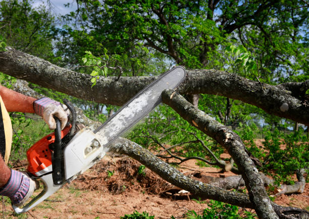 Best Arborist Consultation Services  in Catalina Foothills, AZ